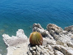 Ferocactus diguetii diguetii