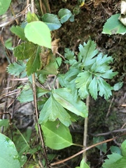 Xanthorhiza simplicissima