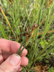Juncus nevadensis inventus
