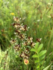 Juncus nevadensis inventus