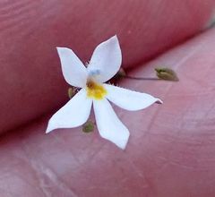 Nemacladus longiflorus