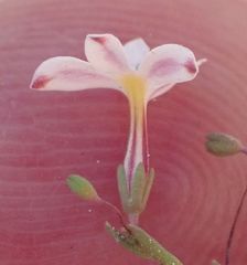 Nemacladus longiflorus