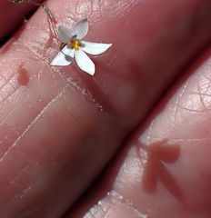 Nemacladus longiflorus