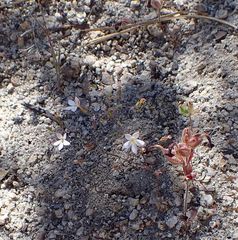 Nemacladus longiflorus