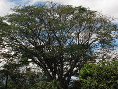 Enterolobium cyclocarpum