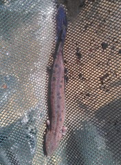 Necturus maculosus
