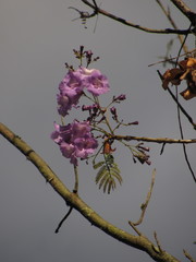Jacaranda