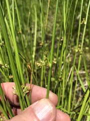 Juncus pylaei