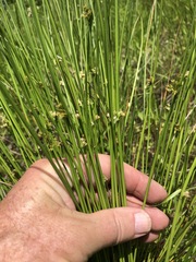 Juncus pylaei