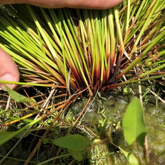 Juncus pylaei