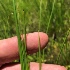 Juncus pylaei