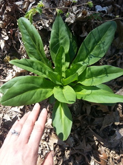 Frasera caroliniensis