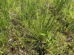 Juncus pylaei