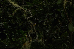 Myioborus ornatus