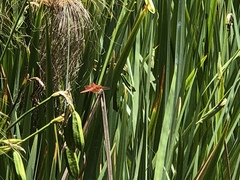 Libellula croceipennis