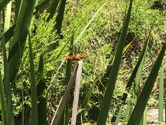 Libellula croceipennis