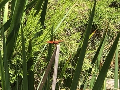 Libellula croceipennis
