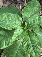 Pokeweed mosaic virus