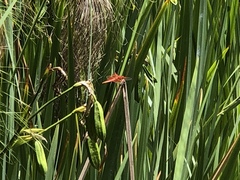 Libellula croceipennis