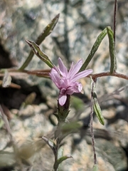 Lessingia micradenia micradenia