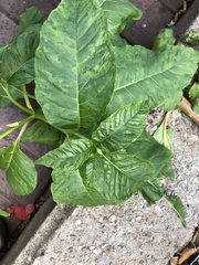Pokeweed mosaic virus