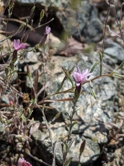 Lessingia micradenia micradenia