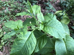 Pokeweed mosaic virus