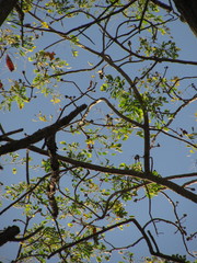 Pseudosamanea guachapele