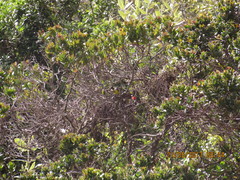 Myioborus ornatus