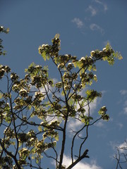 Pseudosamanea guachapele