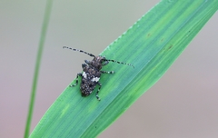 Aegomorphus quadrigibbus