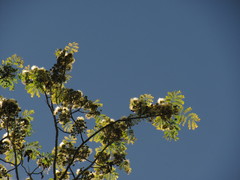 Pseudosamanea guachapele