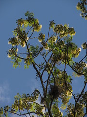 Pseudosamanea guachapele