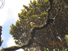 Myioborus ornatus