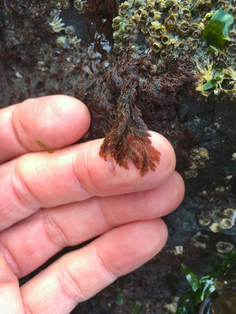 Savoiea