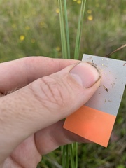 Juncus falcatus