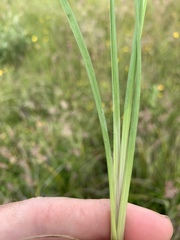 Juncus falcatus