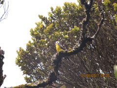 Myioborus ornatus