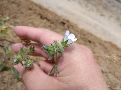 Malvalthaea transcaucasica