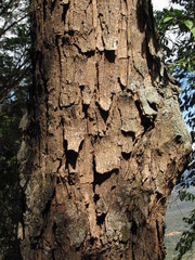 Pseudosamanea guachapele