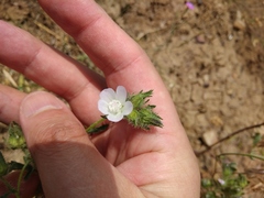 Malvalthaea transcaucasica