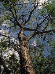 Pseudosamanea guachapele