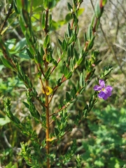 Lythrum vulneraria