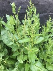 Rumex obtusifolius