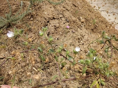 Malvalthaea transcaucasica