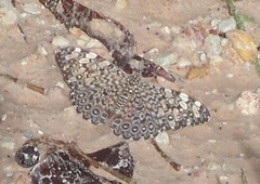 Hamadryas feronia