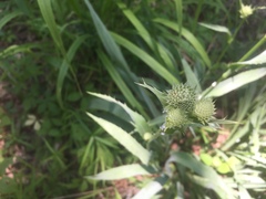 Eryngium yuccifolium