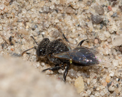 Oxybelus bipunctatus