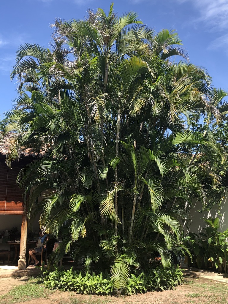 Areca Palm