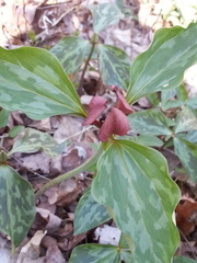 Trillium recurvatum